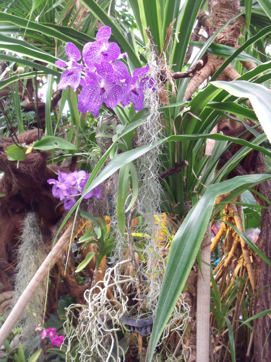 Les fleures entour le minigolf Florida