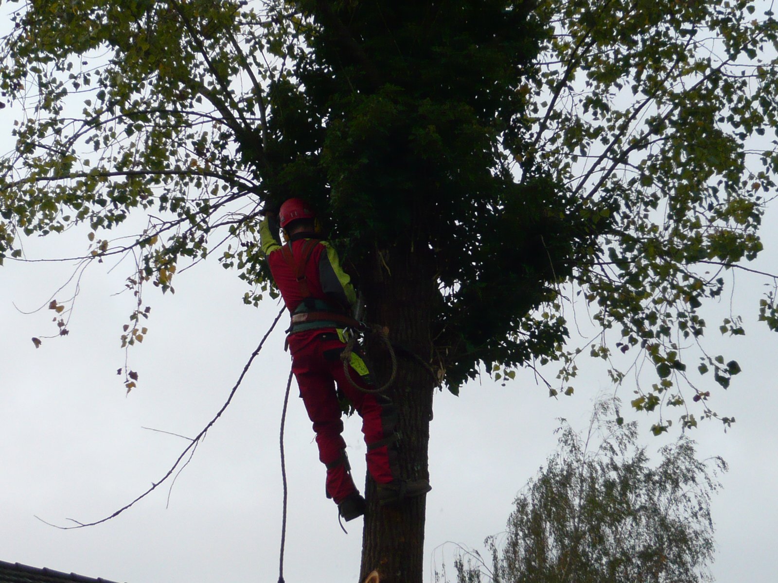 Abattage des arbres